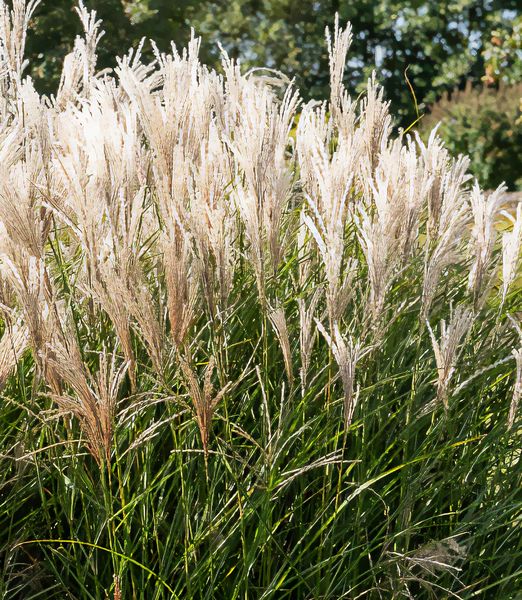 Miscanthus sinensis 'Kleine Fontäne'